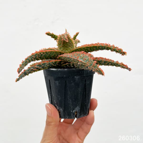 観葉植物/アロエ：オリジナルハイブリット 3号鉢植え26-09