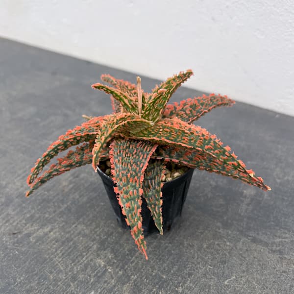 観葉植物/アロエ：オリジナルハイブリット 3号鉢植え26-09