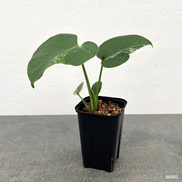 観葉植物/モンステラ：デリシオーサ バルバソー 3.5号ポット26-02 engei2-10325034 園芸ネット プラス サンプル画像2