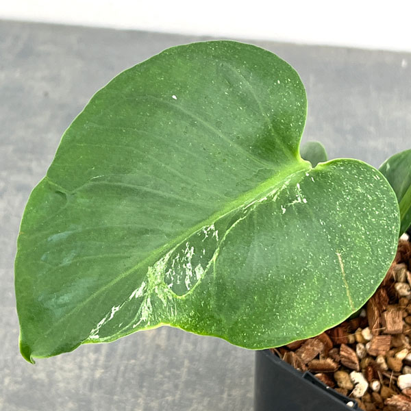 観葉植物/モンステラ：デリシオーサ バルバソー 3.5号ポット26-02 engei2-10325034 園芸ネット プラス サンプル画像3