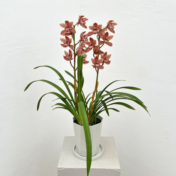 テーブルシンビジウム：つむぎ2本立ち 5号鉢植え（皿付き）