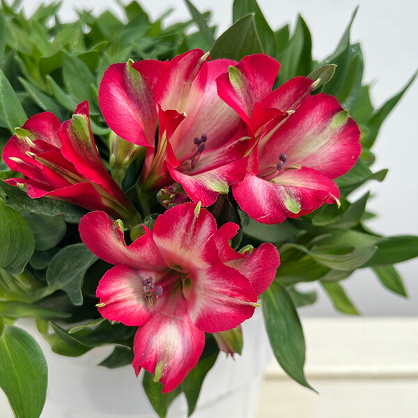 ���륹�ȥ���ꥢ������ƥ�������㡦�ߥ�٥�6��ȭ����