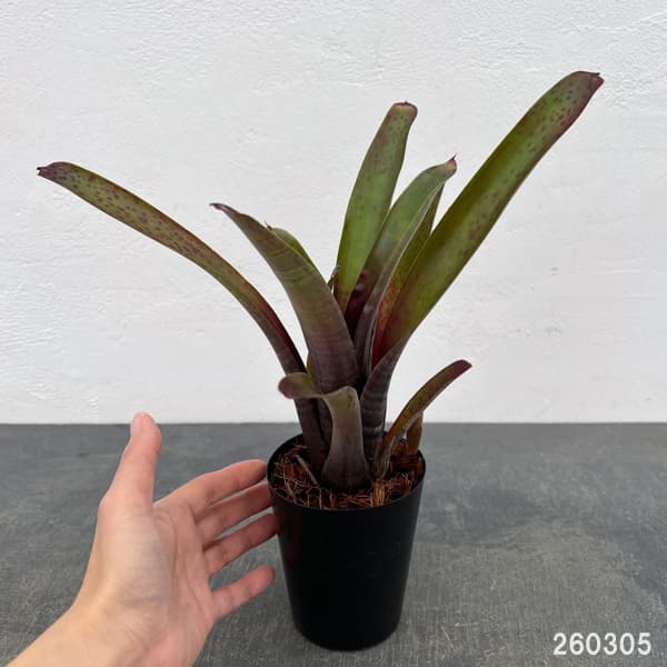 観葉植物/ネオレゲリア：マクラータ 3号ポット engei2-10324723 園芸ネット プラス サンプル画像2