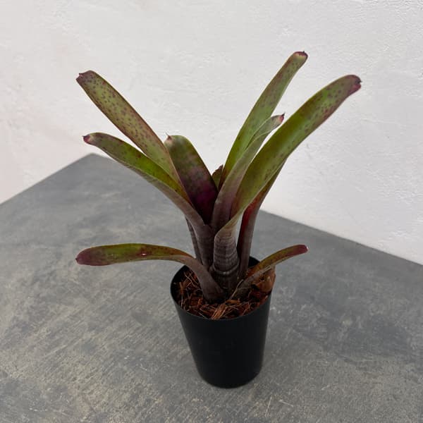 観葉植物/ネオレゲリア：マクラータ 3号ポット engei2-10324723 園芸ネット プラス サンプル画像3