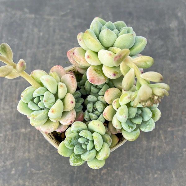 ���տ�ʪ/�����ࡧ��������֥롼 2.5����󥰥ݥå�