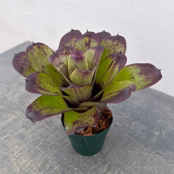 観葉植物/ネオレゲリア：ストロベリー ローン 3.5号ポット