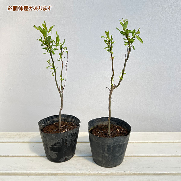花木 庭木の苗/ヤナギ（柳）：ウンリュウヤナギ（雲竜柳）5号ポット