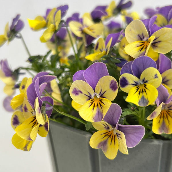 ������ݤ���Υӥ��顧�ˤ��ˤ��ݤ��ˤ��MIX 5��ȭ����*