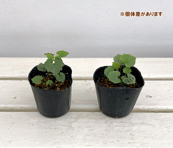 野菜の苗/ゆりわさび（百合山葵）2芽植え2.5号ポット