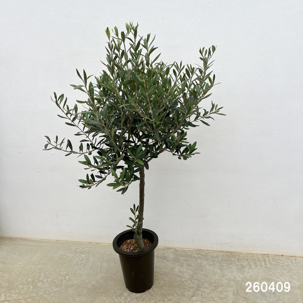 花木 庭木の苗/オリーブ：創樹さんのオリーブ チプレシーノ 6号鉢植え