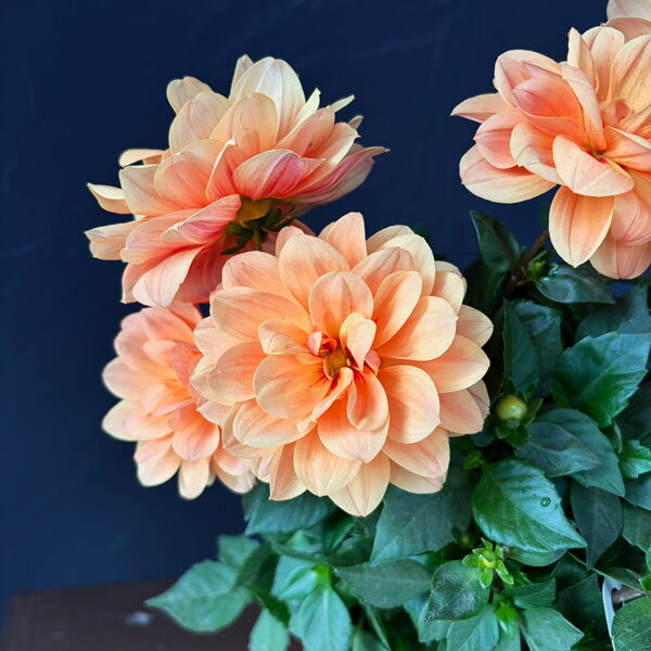 草花の苗/ダリア：ラベラ・オレンジ 5号鉢植え