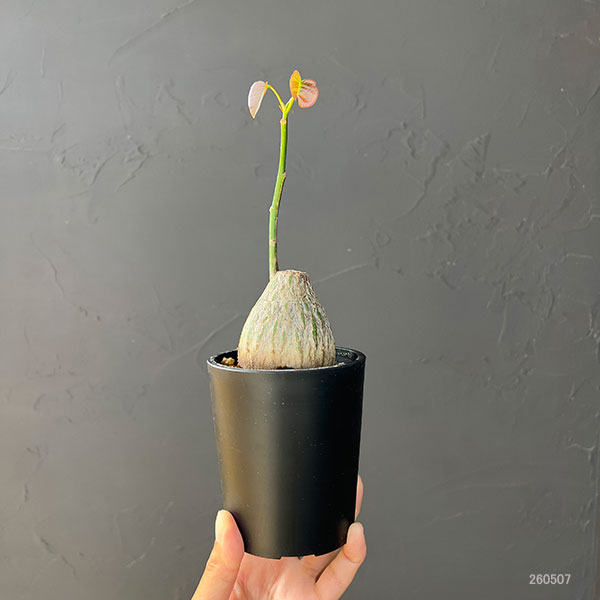 観葉植物/プセウドボンバックス：エリプチクム（実生3年株） 3号鉢植え26-02 engei2-10329014 園芸ネット プラス サンプル画像2