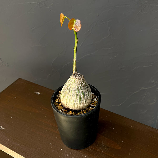 観葉植物/プセウドボンバックス：エリプチクム（実生3年株） 3号鉢植え26-02 engei2-10329014 園芸ネット プラス サンプル画像3