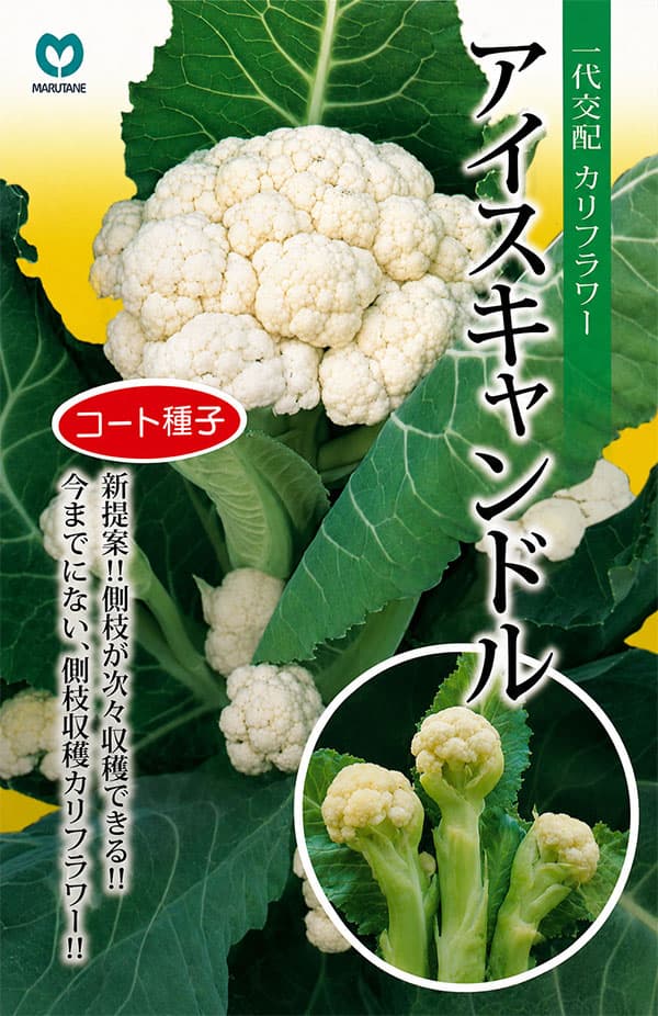 カリフラワー（ブロッコリー）：一代交配 アイスキャンドル[ミニタイプ 7-8月まき 野菜タネ] engei2-10329640 園芸ネット プラス サンプル画像3