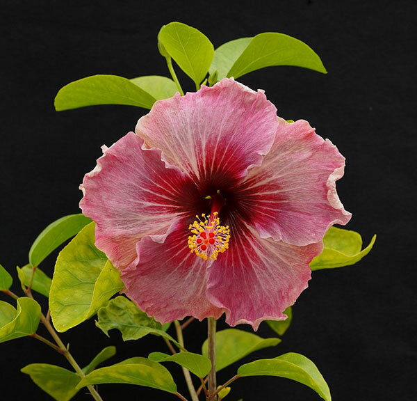 草花の苗/ハイビスカス：ミーオーマイオー 4.5号鉢植え