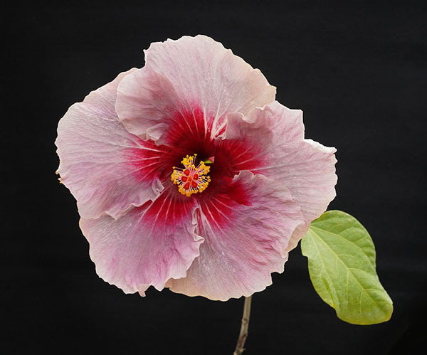 草花の苗/ハイビスカス：ミーオーマイオー 4.5号鉢植え