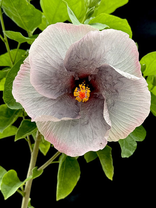 草花の苗/ハイビスカス：魔性の宴 4.5号鉢植え