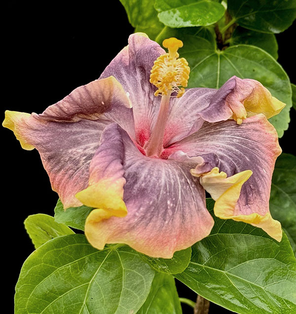 草花の苗/ハイビスカス：ペベリーコースト 4.5号鉢植え