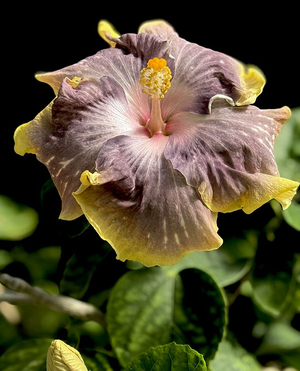 草花の苗/ハイビスカス：ペベリーコースト 4.5号鉢植え