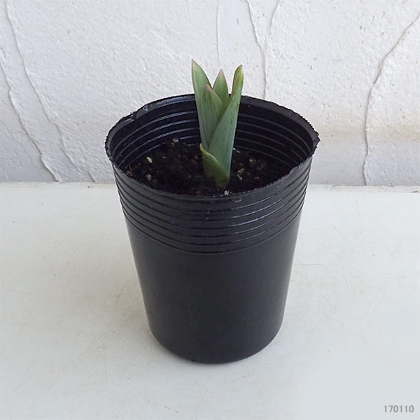 ���ꥦ�ࡧ��������塼��1�忢��4����󥰥ݥå�3�����å�