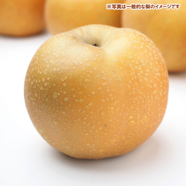 果樹の苗/ナシ（梨）：チョウジュウロウ（長十郎）4〜5号ポット