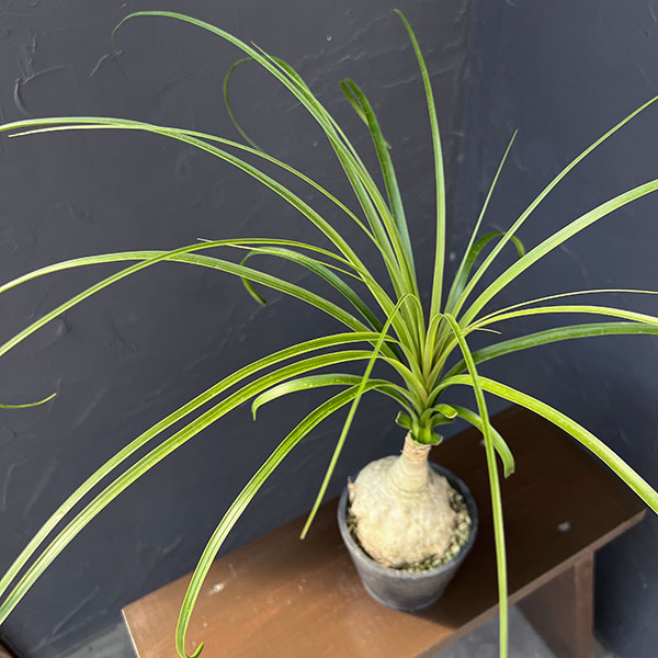 観葉植物/トックリラン：じっくり育てたトックリラン（ノリナ）樹形セレクト 4号26-02 engei2-10331704 園芸ネット プラス サンプル画像3