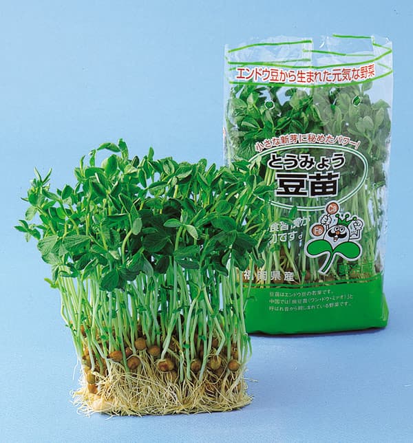 モヤシの種（スプラウト栽培用）：トウミョウ（豆苗）[タネ]
