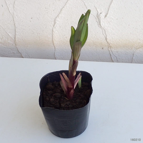 ���ꥨ�󥿥��꡼���ԥ󥯥����֥��3.5���Ф��ݥå�