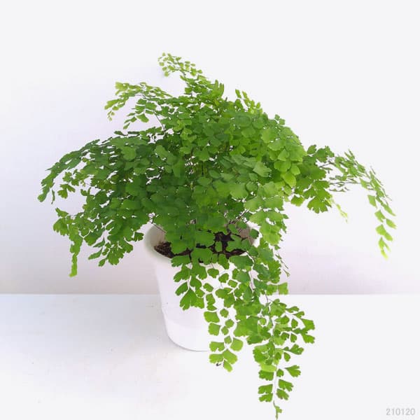 楽天市場 観葉植物 アジアンタム フラグランス5号鉢植え 園芸ネット プラス みんなのレビュー 口コミ 楽天市場 観葉植物 アジアンタム フラグランス5号鉢植え 園芸ネット プラス みんなのレビュー 口コミ