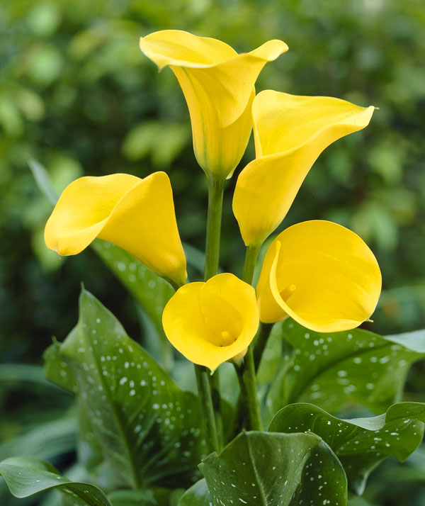 �庬/�ϥ��֥�åɥ��顼���ե�����å���������ɡʲ���1������