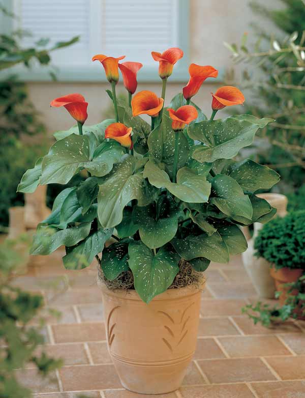 �庬/���顼������󥸿� 1������