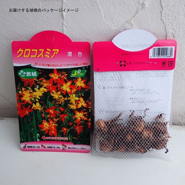 �庬/���������ߥ��ʺ���� 8������