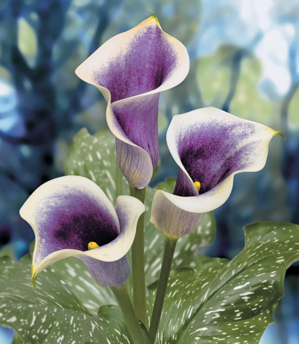 �庬/�ϥ��֥�åɥ��顼���ԥ����ʻ����ʤ�ء�1������