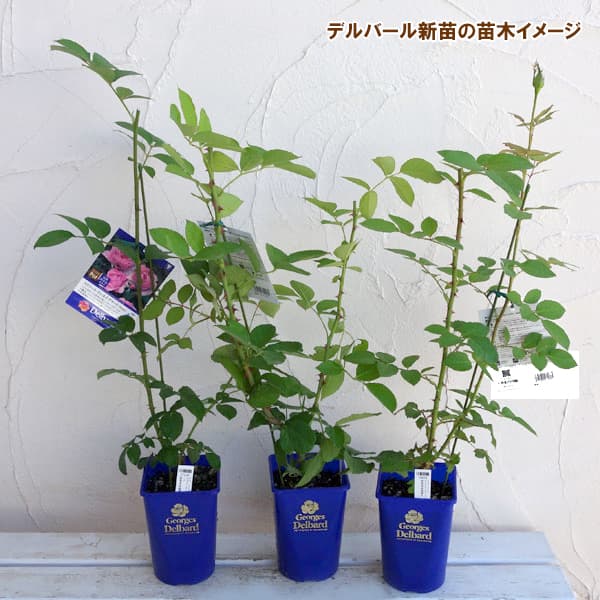 バラの苗/四季咲中輪バラ：ガブリエル新苗4号鉢植え