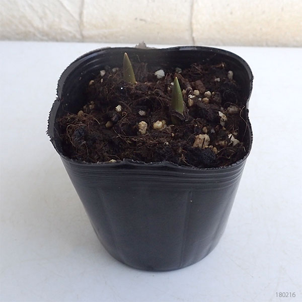 ����ϥ��塼��åס���å�2�忢��3��ݥå�