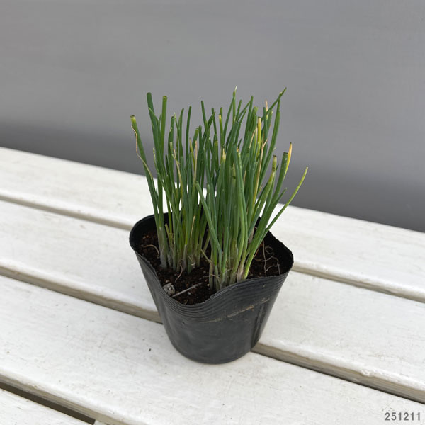 ��ڤ���/�ͥ������ơʤ��ʤġ�3-3.5��ݥå�