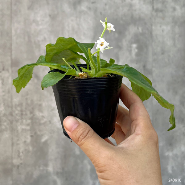 山野草の苗/イワタバコ：白花2.5〜3号ポット