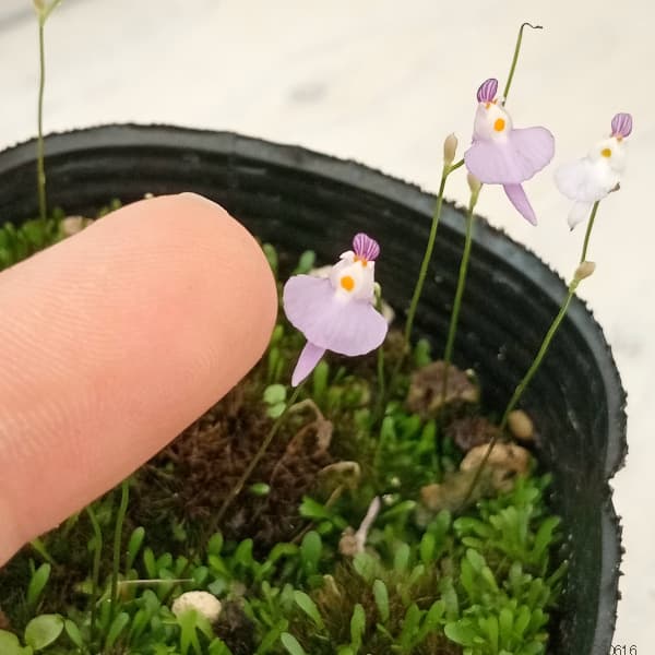 観葉植物/ミミカキグサ：クリオネ2.5号ポット