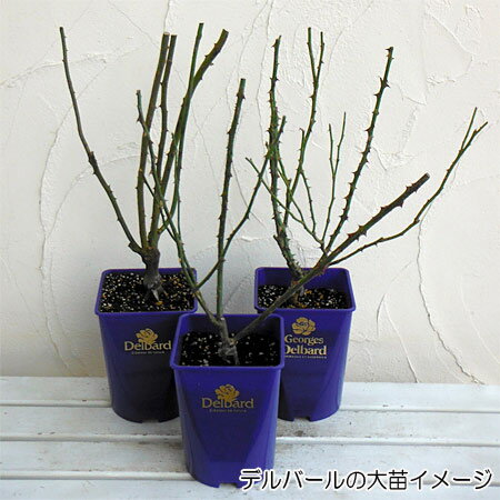 バラの苗/デルバールローズ：ソフィー・ロシャス大苗6号角鉢植え