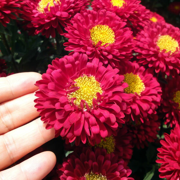 草花の苗/[送料無料]アスター松本 おまかせ花色ミックス3号ポット28株セット