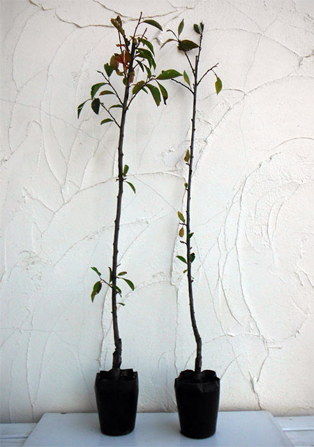 果樹の苗/スモモ3種セット：ソルダム・サンタローザ・大石早生