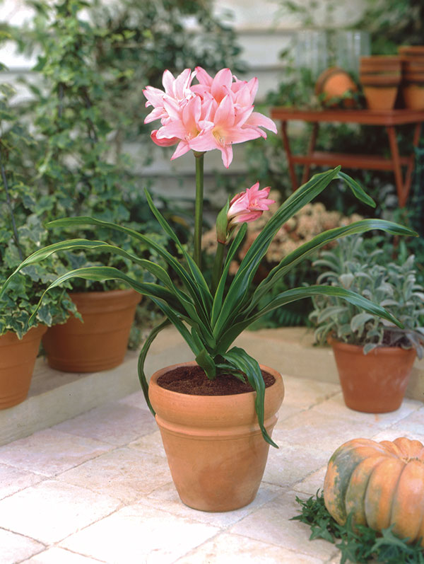 �庬/����ʥࡧ�ݡ������꡼�ԥ󥯡�������1������