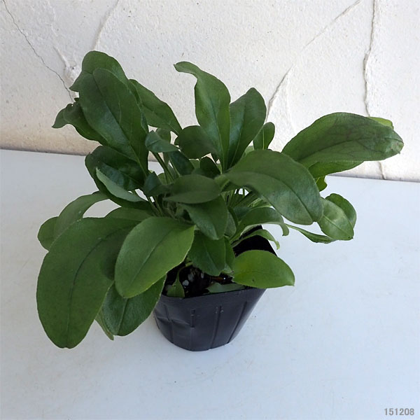 ��֤���/�凉��ʥ������ԥ�3��3.5��ݥå�4�����å�