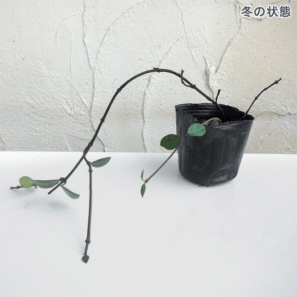 草花の苗/テイカカズラ：桃花3号ポット2株セット
