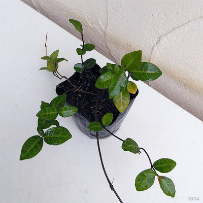 テイカカズラ 植物図鑑 テイカカズラ 植物図鑑