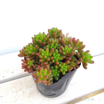観葉植物/セダム:虹の玉3号ポット