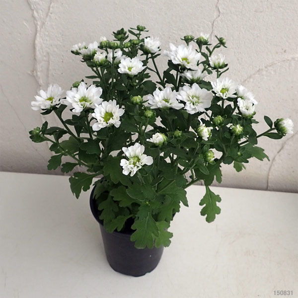 草花の苗/エクセレントマム：ピコホワイトグリーンアイ3.5号ポット 6株セット