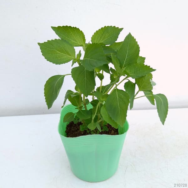 野菜の苗/青しそ（アオジソ・青紫蘇）3号ポット 2株セット