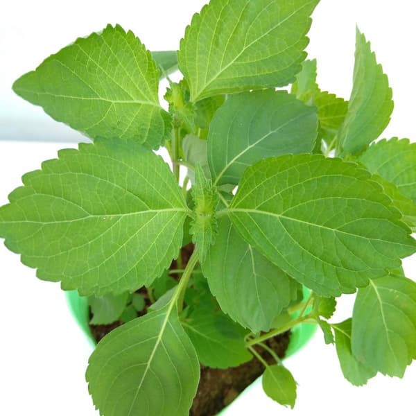 野菜の苗/青しそ（アオジソ・青紫蘇）3号ポット 2株セット