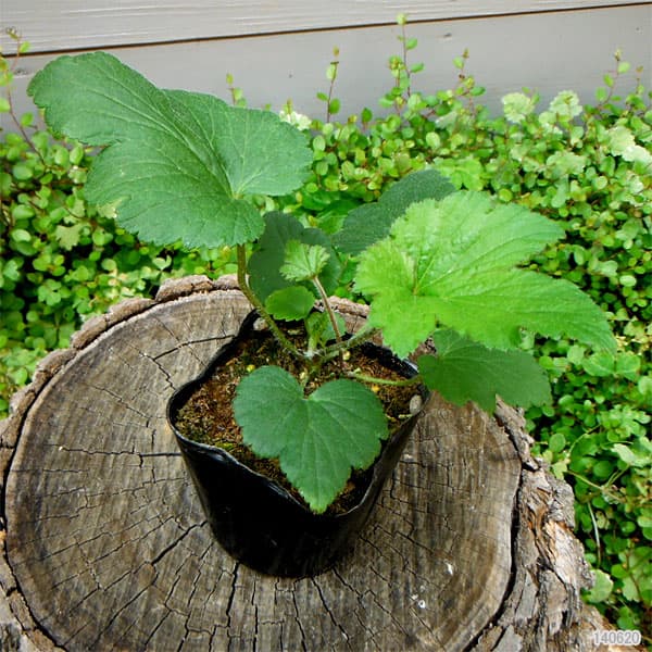 草花の苗/シュウメイギク（秋明菊）：白花一重3号ポット2株セット